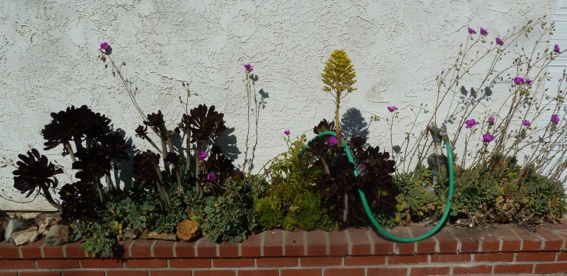 drought-resistant-garden