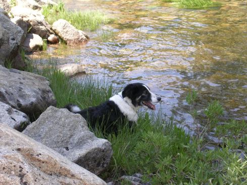cute-border-collie-dog