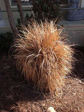 ornamental-grass
