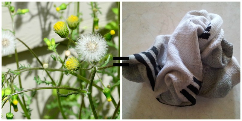 What-dandelion-tea-tastes-like